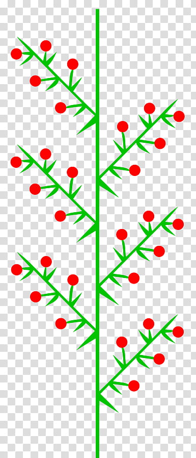 Red Flower, Inflorescence, Corymb, Umbel, Thyrse, Cima, Plant Stem, Plants transparent background PNG clipart