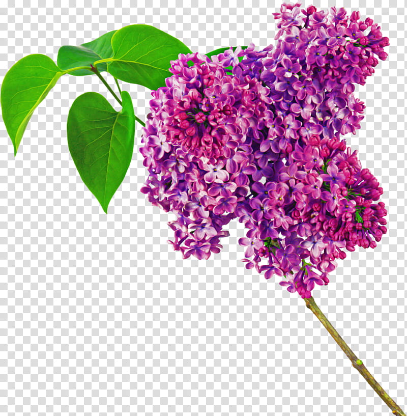 flower lilac plant lilac purple, Buddleia, Spirea transparent background PNG clipart