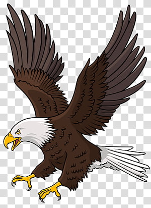 eagle beak clipart