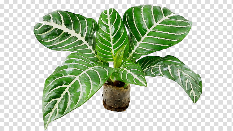 Family Tree, Leaf, Flowerpot, Arrowroots, Houseplant, Plant Stem, Plants, Terrestrial Plant transparent background PNG clipart
