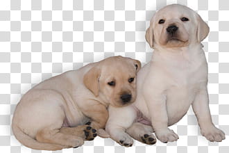 Perro, two tan puppies transparent background PNG clipart