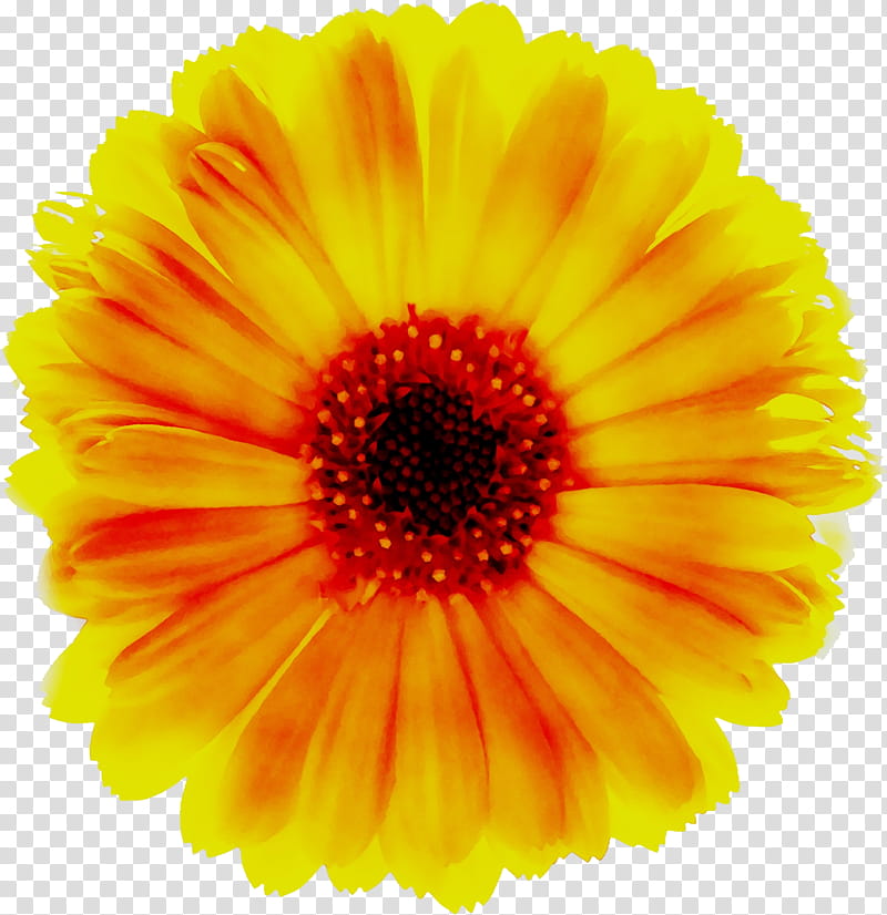 Flower Field, Transvaal Daisy, Yellow, White, Orange, Depth Of Field, Chrysanthemum, English Marigold transparent background PNG clipart