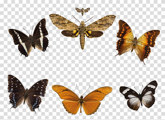 Butterfly, Brushfooted Butterflies, Gossamerwinged Butterflies, Moth, Symmetry, Moths And Butterflies, Cynthia Subgenus, Insect transparent background PNG clipart