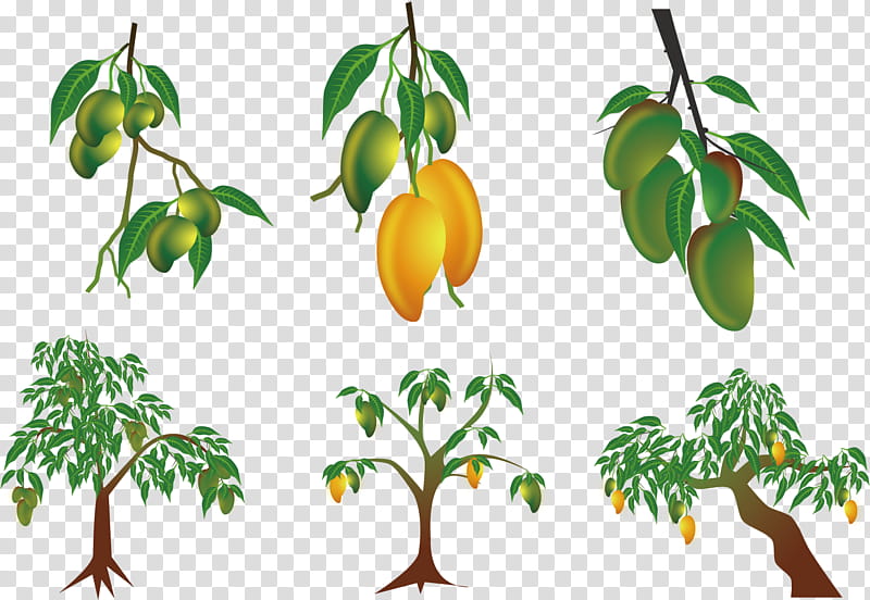 Family Tree, Mango, Mangifera Indica, Orchard, Fruit, Plant, Starfruit Plant, Leaf transparent background PNG clipart