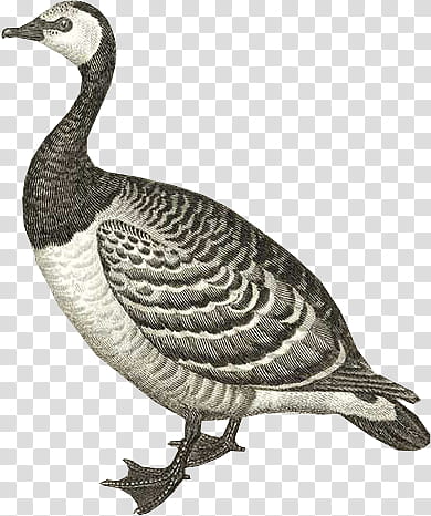 gray and white geese illustration transparent background PNG clipart
