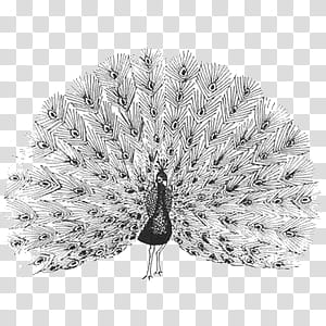 Featured image of post Peacock Png Black And White - Vintage black and white peacock feather png frame, remix from artworks by theo van hoytema.