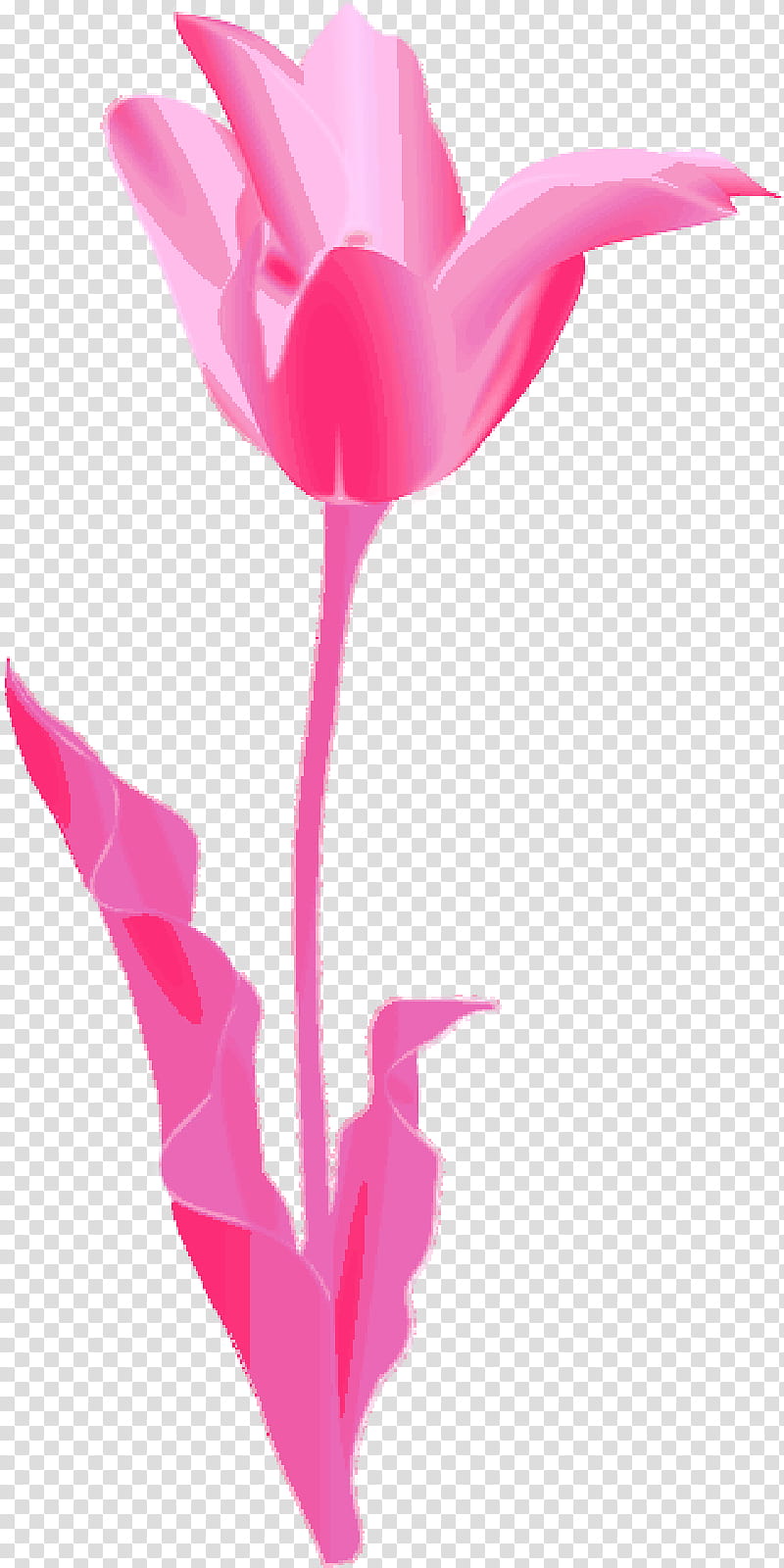 Lily Flower, Tulip, Borders , Petal, Pink, Plant, Cut Flowers, Magenta transparent background PNG clipart