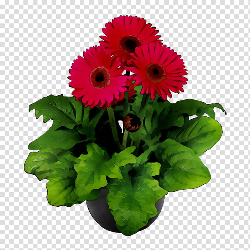 Flowers, Transvaal Daisy, Flowerpot, Floral Design, Cut Flowers, Houseplant, Flower Bouquet, Vase transparent background PNG clipart