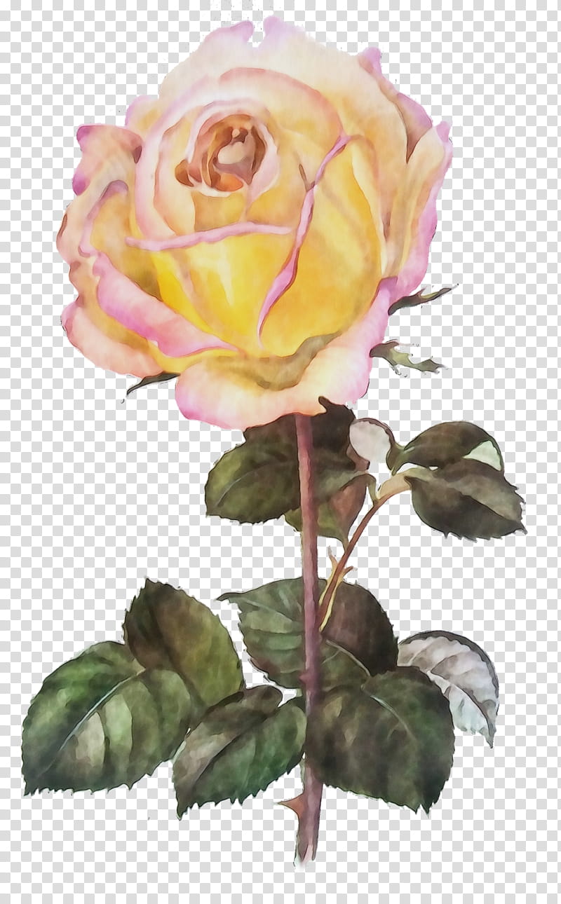 Garden roses, Watercolor, Paint, Wet Ink, Flower, Flowering Plant, Julia Child Rose, Pink transparent background PNG clipart