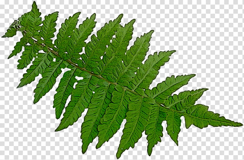 leaf plant flower tree terrestrial plant, Vascular Plant, Herb, Hemp Family, Herbaceous Plant transparent background PNG clipart