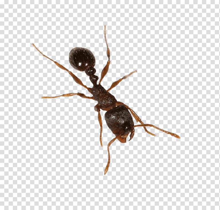 Ant, Insect, Dorylus, Carpenter Ant, Ant Colony, Cockroach, Army Ant, Ant Eggs transparent background PNG clipart