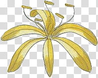 Flower s, yellow lily flower in bloom illustration transparent background PNG clipart