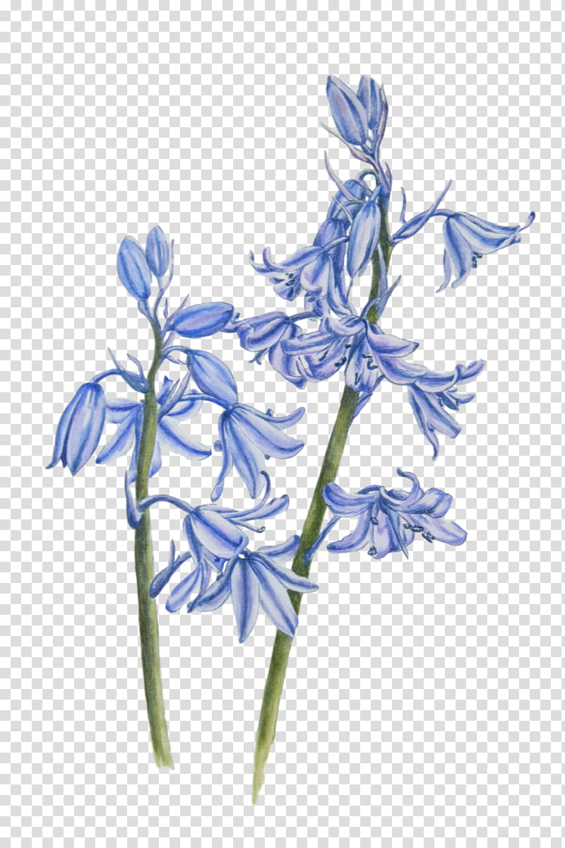 Watercolor Flower, Watercolor Flowers, Watercolor Painting, Flower Painting, Drawing, Common Bluebell, Artist, Visual Arts transparent background PNG clipart
