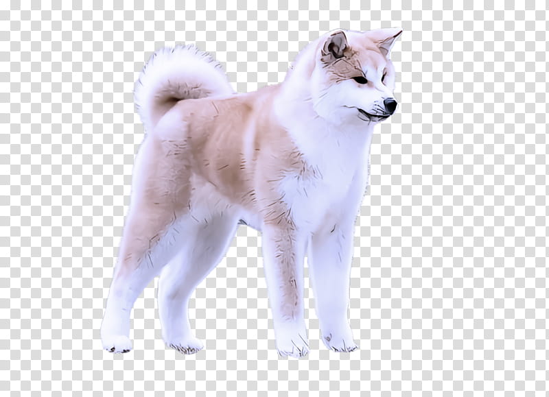 dog akita akita inu canaan dog greenland dog transparent background PNG clipart