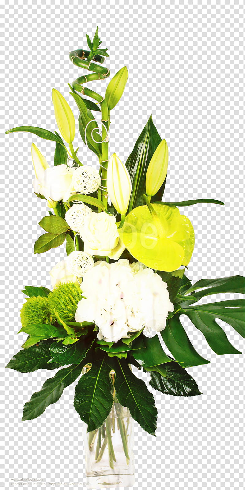 Green Leaf, Floral Design, Flower Bouquet, Cut Flowers, Aloe Flowers Forbach, Composition Florale, Florist, Artificial Flower transparent background PNG clipart