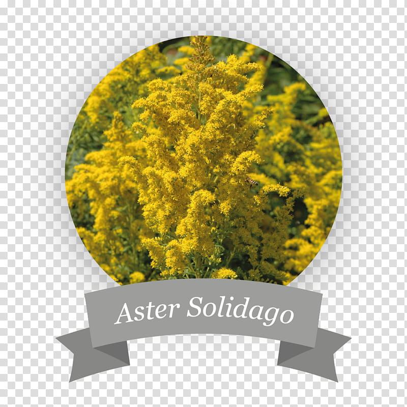 Mimosa Flower, Job, Scansource, Employee Benefits, Yellow, Plant, Tree, Grass transparent background PNG clipart