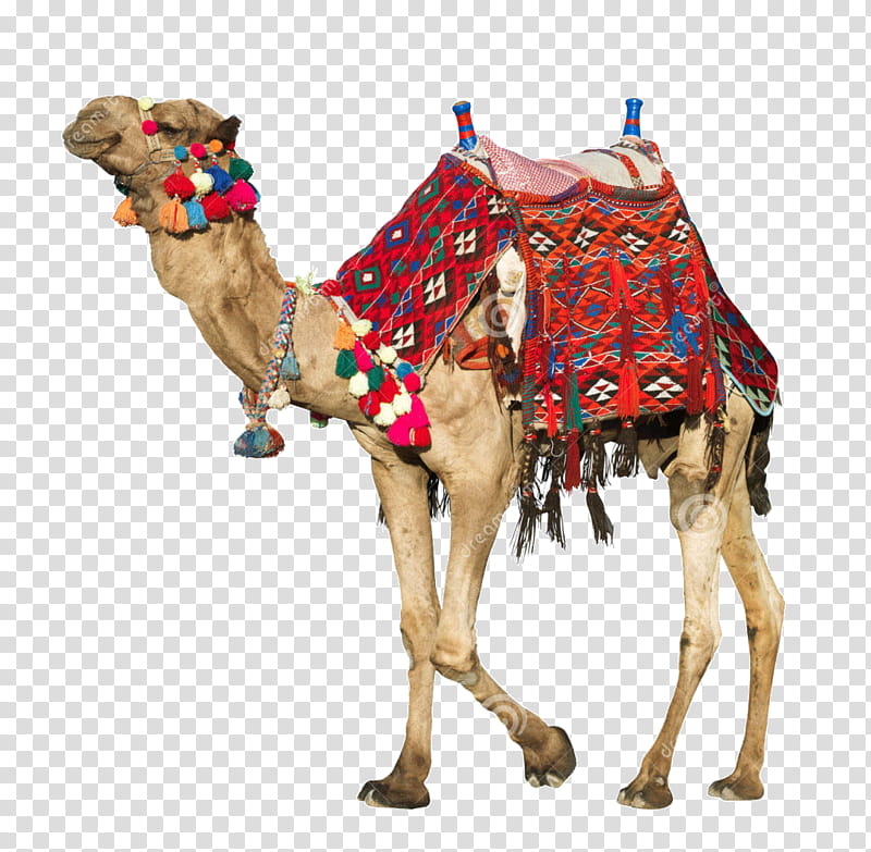 Saddle Camel, Dromedary, Camelid, Arabian Camel, Live, Animal Figure, Fawn transparent background PNG clipart