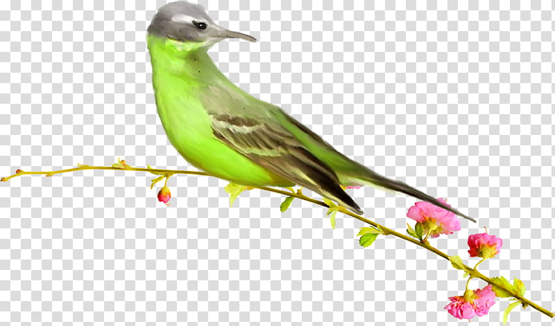 Hummingbird Drawing, Pigeons And Doves, Finches, Beak, Eurasian Siskin, Beautiful Birds, Kingfisher, Coraciiformes transparent background PNG clipart