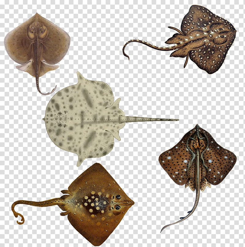 Stingrays , five sting rays illustration transparent background PNG clipart
