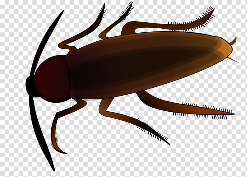 Cockroach, Insect, Pest, Pest Control, Termite, Ya, Mo, Blattodea transparent background PNG clipart