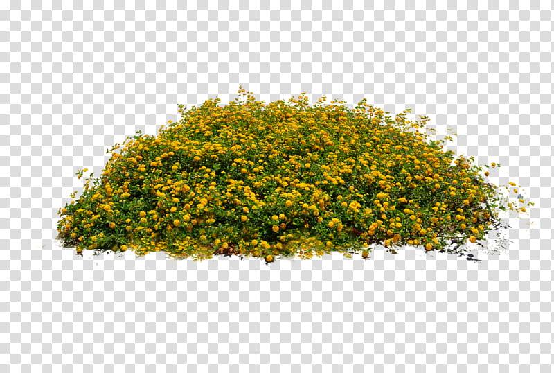 Yellow Flower Bed DSC , yellow-petaled flowers illustration transparent background PNG clipart