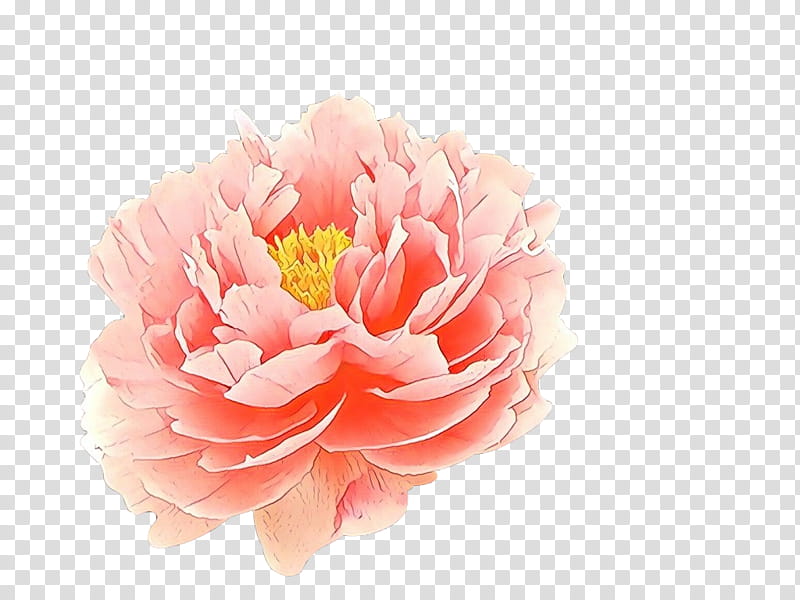 Flowers, Cartoon, Carnation, Peony, Cut Flowers, Artificial Flower, Petal, Pink M transparent background PNG clipart