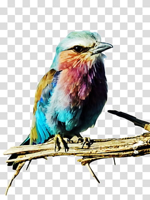 bird roller beak watercolor paint cuculiformes, Coraciiformes transparent background PNG clipart thumbnail