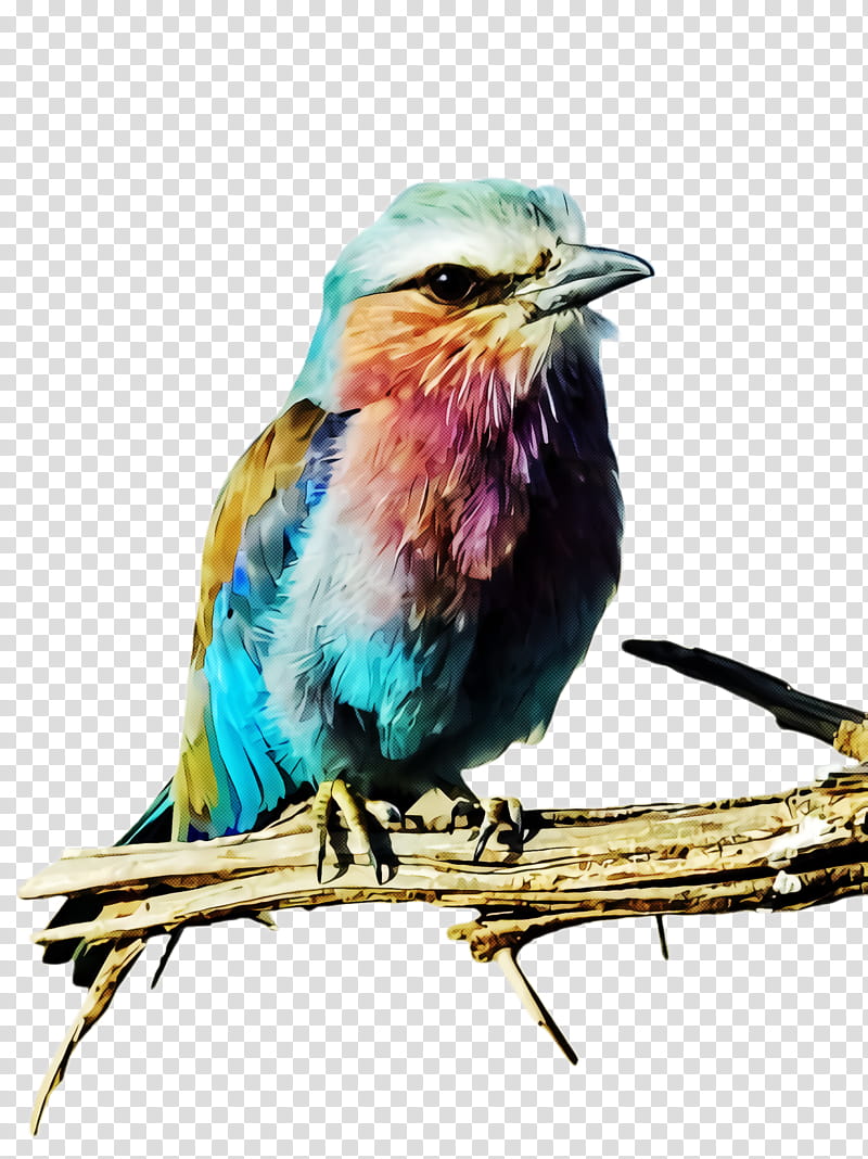 bird roller beak watercolor paint cuculiformes, Coraciiformes transparent background PNG clipart