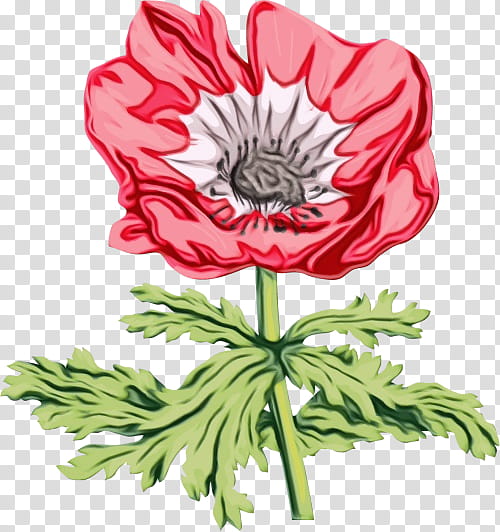 flower flowering plant oriental poppy plant poppy, Watercolor, Paint, Wet Ink, Petal, Poppy Family transparent background PNG clipart