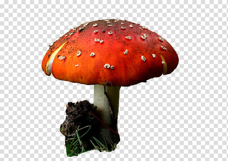 Mushroom, Edible Mushroom, Agaric, Psilocybin Mushroom, Drawing, Medicinal Fungi, Visual Software Systems Ltd, Presentation transparent background PNG clipart