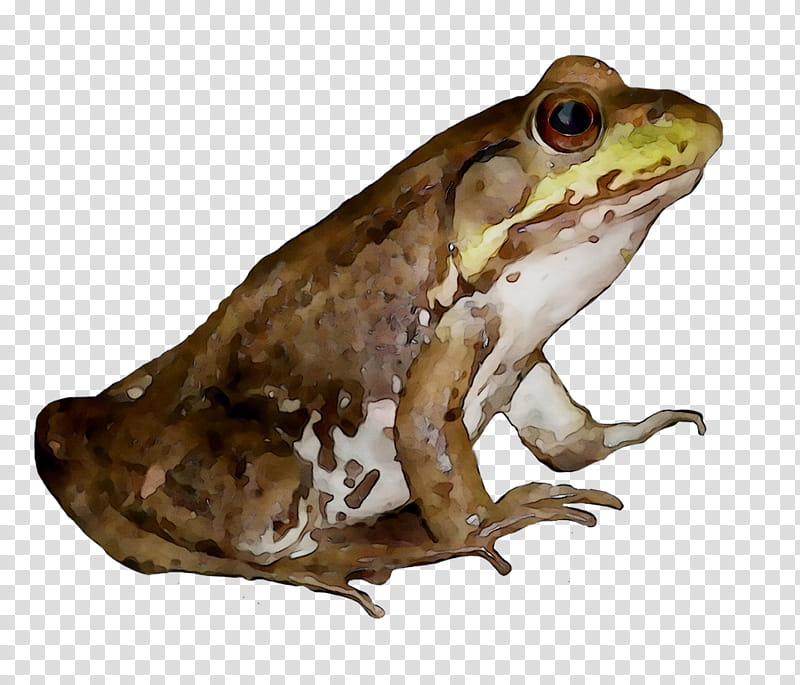 Frog, American Bullfrog, True Frog, Toad, Reptile, Tree Frog, Animal, True Toad transparent background PNG clipart