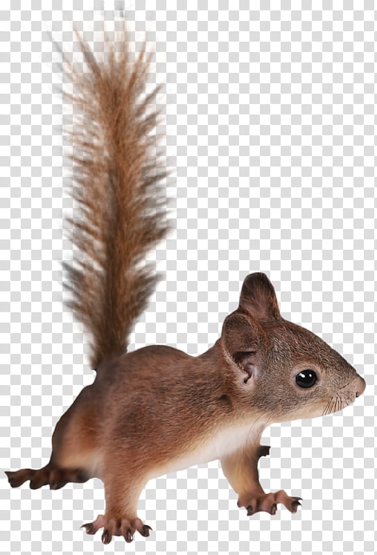 Squirrel, Chipmunk, Tree Squirrel, Fox Squirrel, Blog, Animal, Eurasian Red Squirrel, Tail transparent background PNG clipart