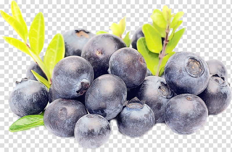 bilberry blueberry fruit superfood berry, Watercolor, Paint, Wet Ink, Plant, Natural Foods, European Plum, Superfruit transparent background PNG clipart