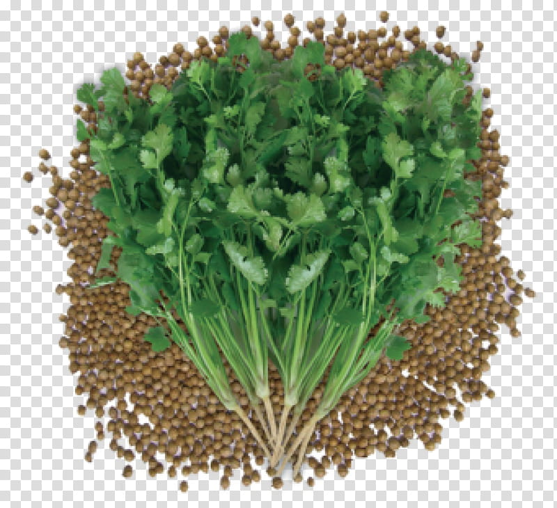 Flower Garden, Coriander, Flavor, Herb, Coriander Seed, Caraway, Bolting, Celery transparent background PNG clipart