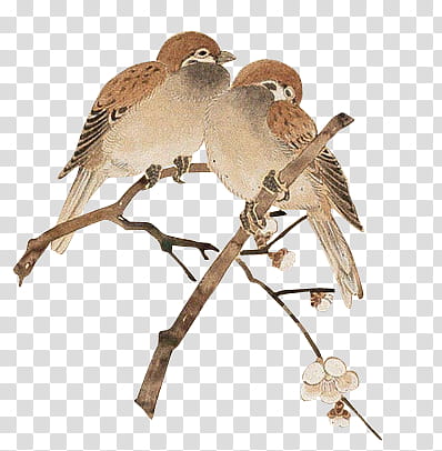 , two brown-and-white birds perched on branches transparent background PNG clipart