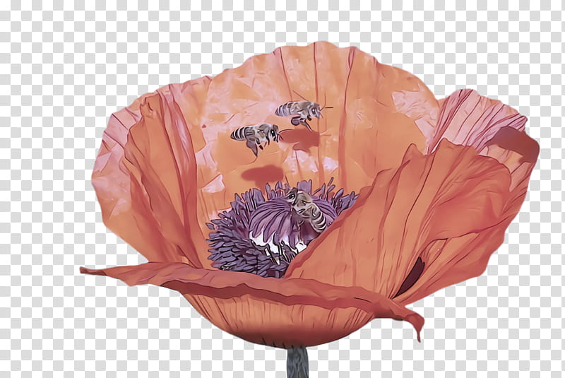 Orange, Oriental Poppy, Flower, Petal, Pink, Plant, Poppy Family, Coquelicot, Corn Poppy transparent background PNG clipart