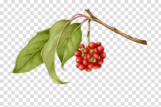 red berries transparent background PNG clipart