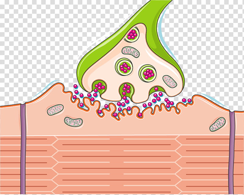 Brain, Cholinergic Synapse, Neuromuscular Junction, Nervous System, Spinal Cord, Neuron, Neurotransmitter, Neurology transparent background PNG clipart