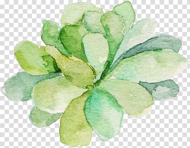 Flower Art Watercolor, Succulent Plant, Cactus, Plants, Watercolor Painting, Leaf, Echeveria, Green transparent background PNG clipart