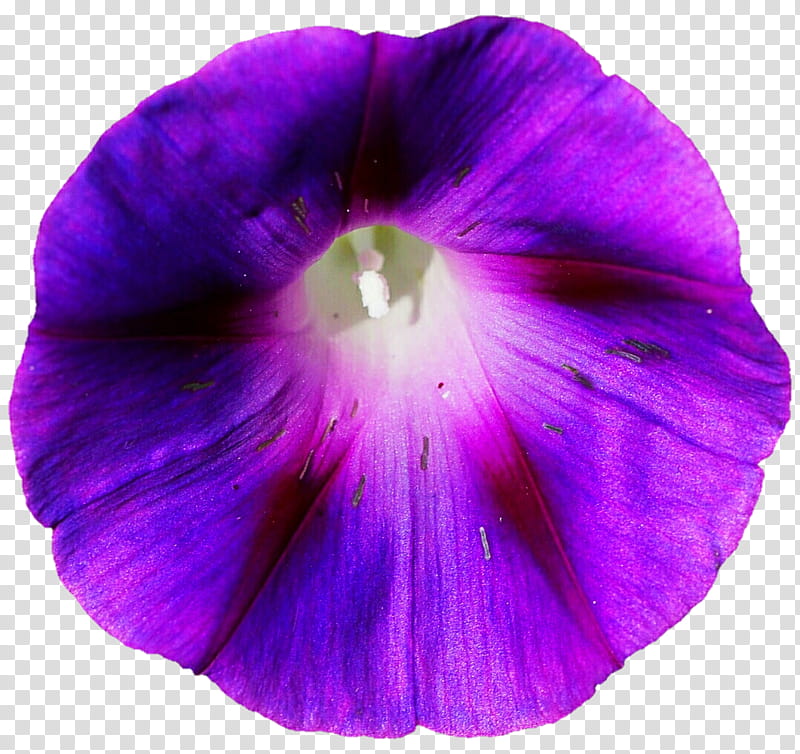 Purple Morning Glory transparent background PNG clipart