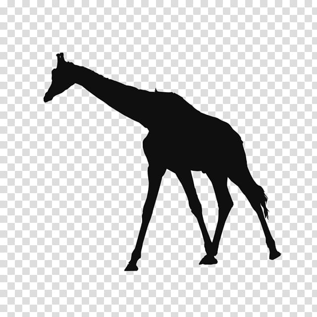 Giraffe, Paper, Northern Giraffe, Animal, Silhouette, Black, Black And White
, Giraffidae transparent background PNG clipart