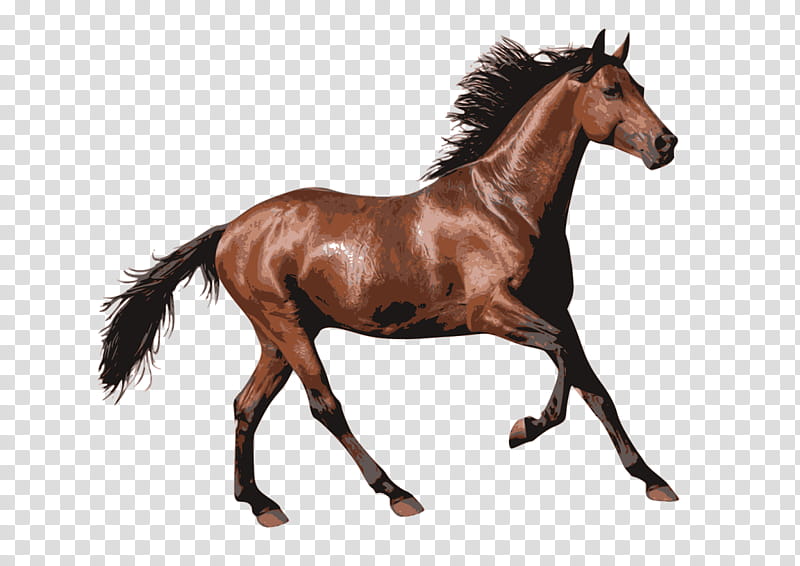 Horse, Arabian Horse, Pony, Andalusian Horse, Horse Racing, Equestrian, Tennessee Walking Horse, Horse transparent background PNG clipart