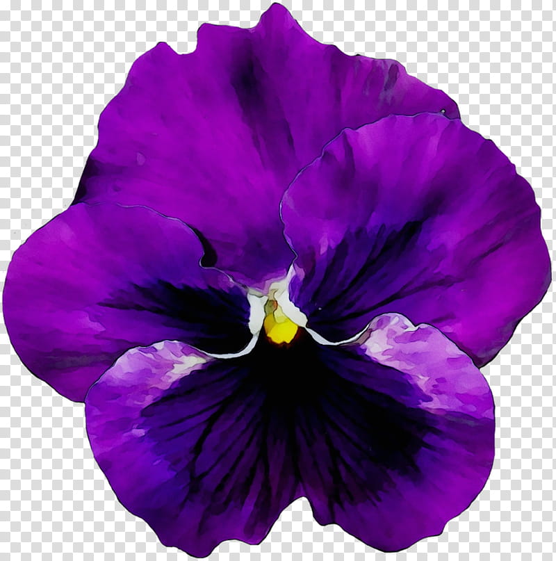 Blue Iris Flower, Pansy, Violet, Vase, Flower Bouquet, Floral Design, Flower Garden, Garden Roses transparent background PNG clipart