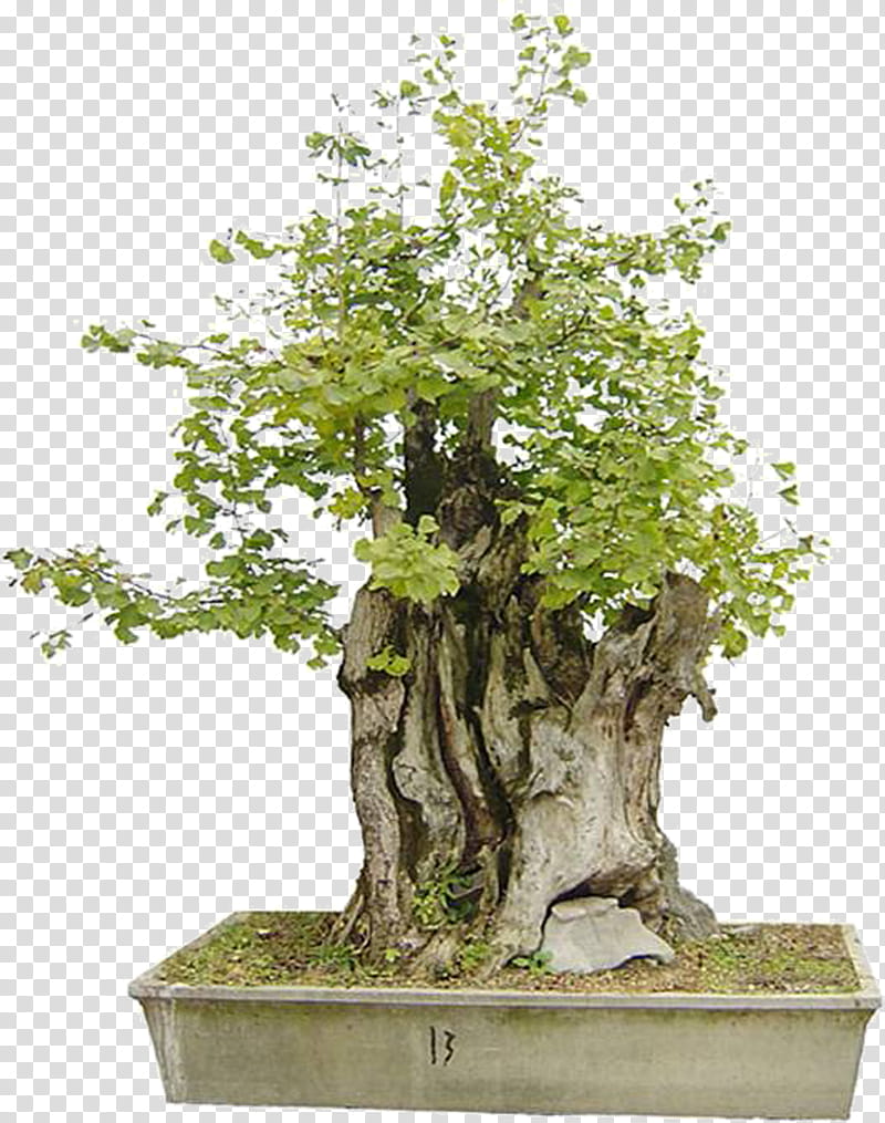 Tree Trunk, Bonsai, Flowerpot, Penjing, Ornamental Plant, Indoor Bonsai, Plants, Succulent Plant transparent background PNG clipart