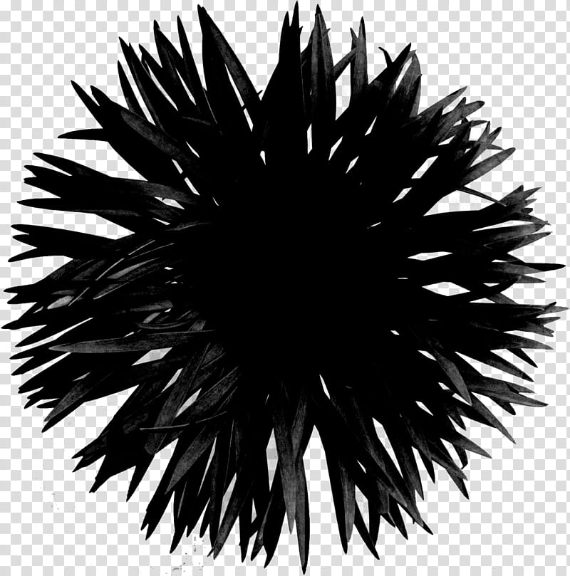 Sea, Line, Symmetry, Black M, Sea Urchin, Plant, Blackandwhite transparent background PNG clipart