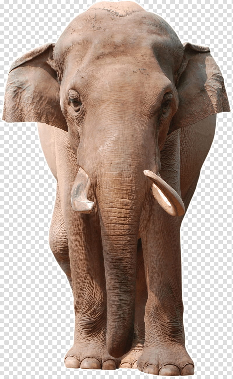 Elephant, African Bush Elephant, Asian Elephant, African Elephant, Elephants, Indian Elephant, Wildlife, Tusk transparent background PNG clipart