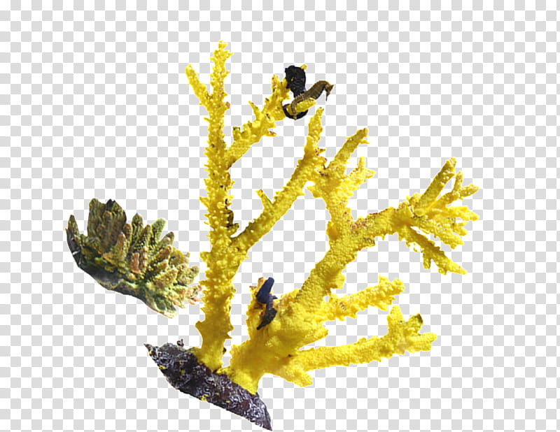 Seaweed, Coral, Seabed, Ocean, Rock, Aquarium, Deep Sea Creature, Aquarium Decor transparent background PNG clipart