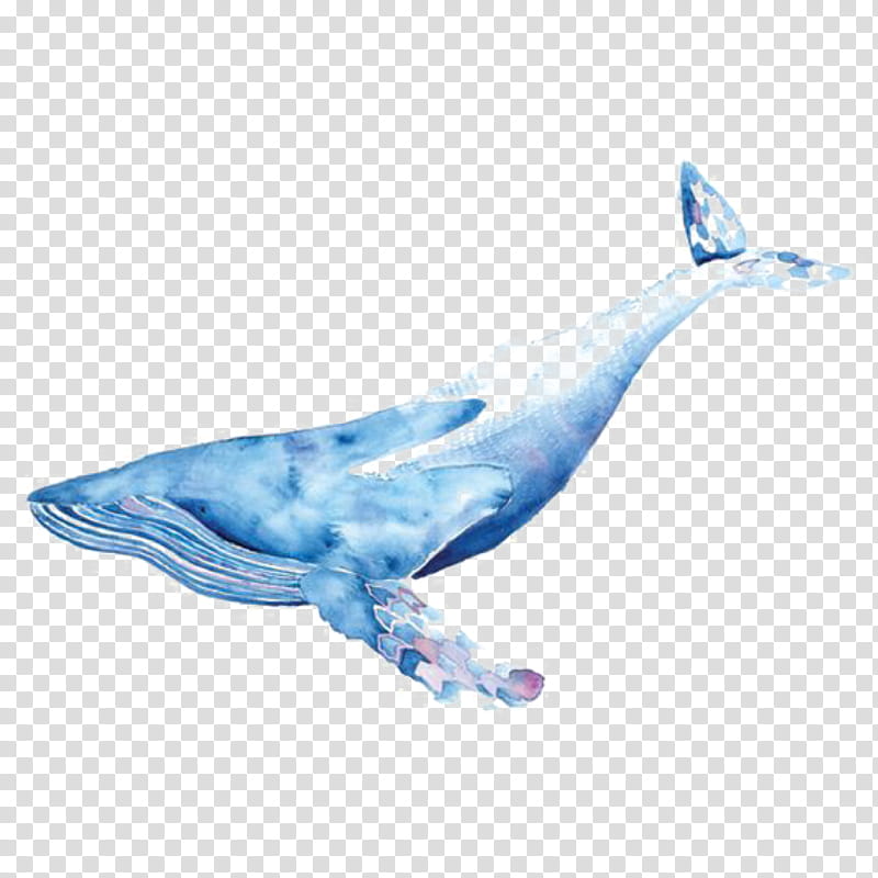 Whale, Watercolor, Watercolor Painting, Drawing, Whales, Blue Whale, Killer Whale, Cetacea transparent background PNG clipart