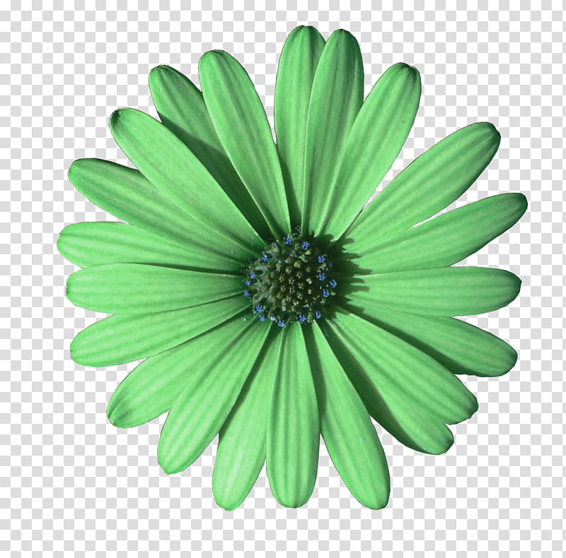 spring , green and white petaled flower transparent background PNG clipart