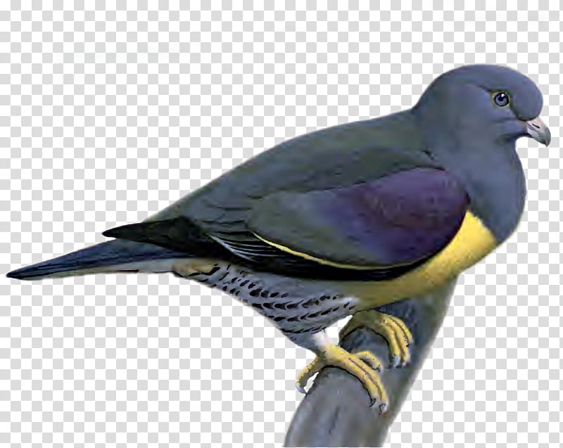 Pigeon, gray, purple, and yellow bird D illustration transparent background PNG clipart